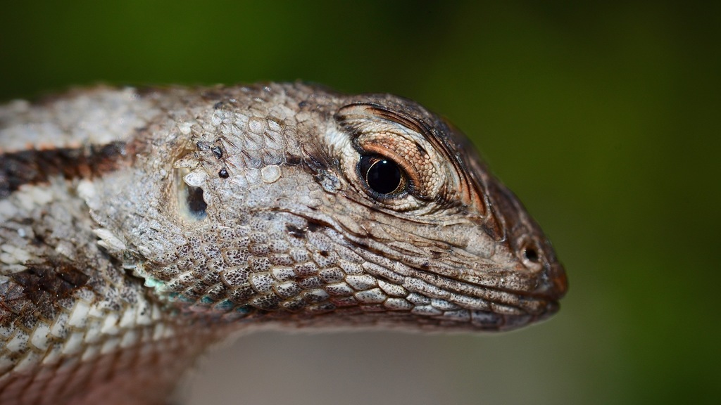 Florida Scrub Lizard