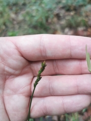 Carex spicata