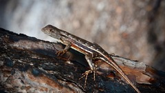 Sceloporus woodi