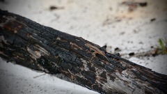 Sceloporus woodi