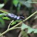 Pseudorhaetus sinicus concolor - Photo (c) Allen Lyu, osa oikeuksista pidätetään (CC BY-NC), lähettänyt Allen Lyu