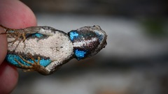 Sceloporus woodi