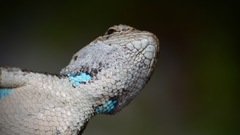 Sceloporus woodi