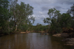 Melaleuca fluviatilis