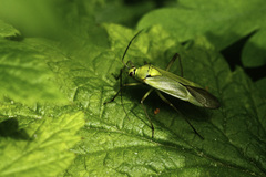 Calocoris alpestris