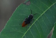 Pseudomethoca vanduzei