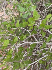 Rhus aromatica simplicifolia