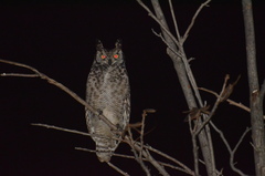 Bubo africanus africanus