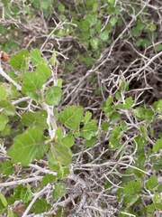 Rhus aromatica simplicifolia