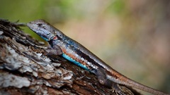 Sceloporus woodi