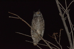 Bubo africanus africanus