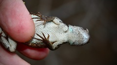 Sceloporus woodi