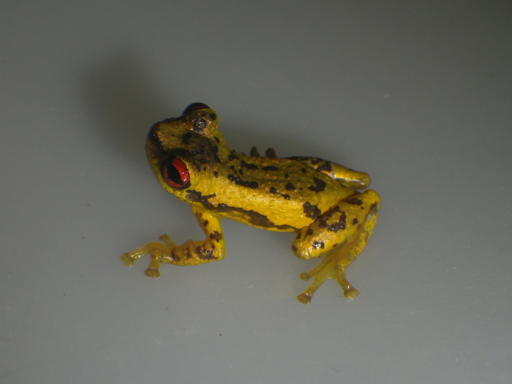 Allophryne relicta