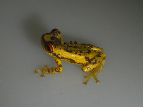 Allophryne relicta