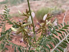 Peteria thompsoniae