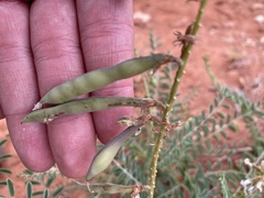 Peteria thompsoniae