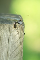 Megarhyssa atrata