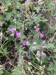 Geranium robertianum