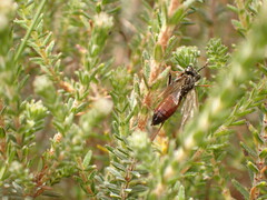 Tenthredo balteata