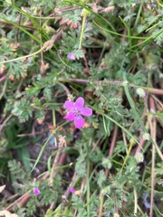 Geranium robertianum