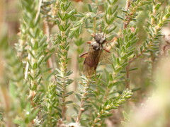 Tenthredo balteata
