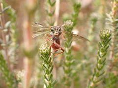 Tenthredo balteata