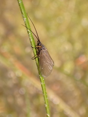Oligotricha striata