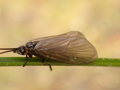 Oligotricha striata