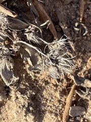 Eriastrum filifolium