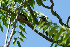 Dendrocopos major