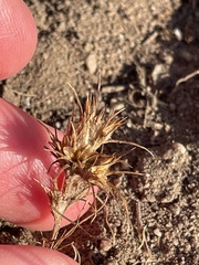 Eriastrum filifolium