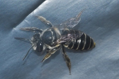 Megachile petulans