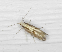 Argyresthia conjugella