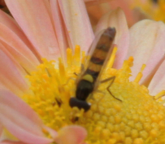 Sphaerophoria contigua