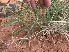 Peteria thompsoniae