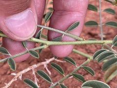 Peteria thompsoniae