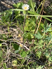 Erigeron humilis