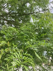 Gleditsia triacanthos