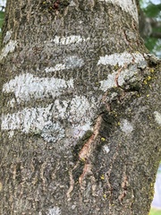 Gleditsia triacanthos