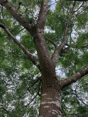 Gleditsia triacanthos