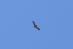 Gyps fulvus