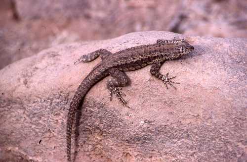 Microlophus barringtonensis