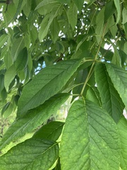 Fraxinus americana