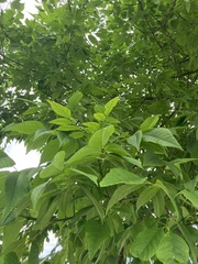 Fraxinus americana