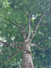 Fraxinus americana