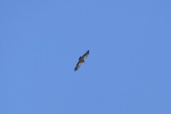 Gyps fulvus