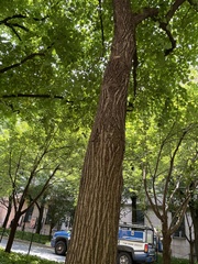 Tracheophyta