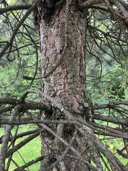Pinus contorta
