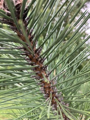 Pinus contorta