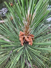 Pinus contorta